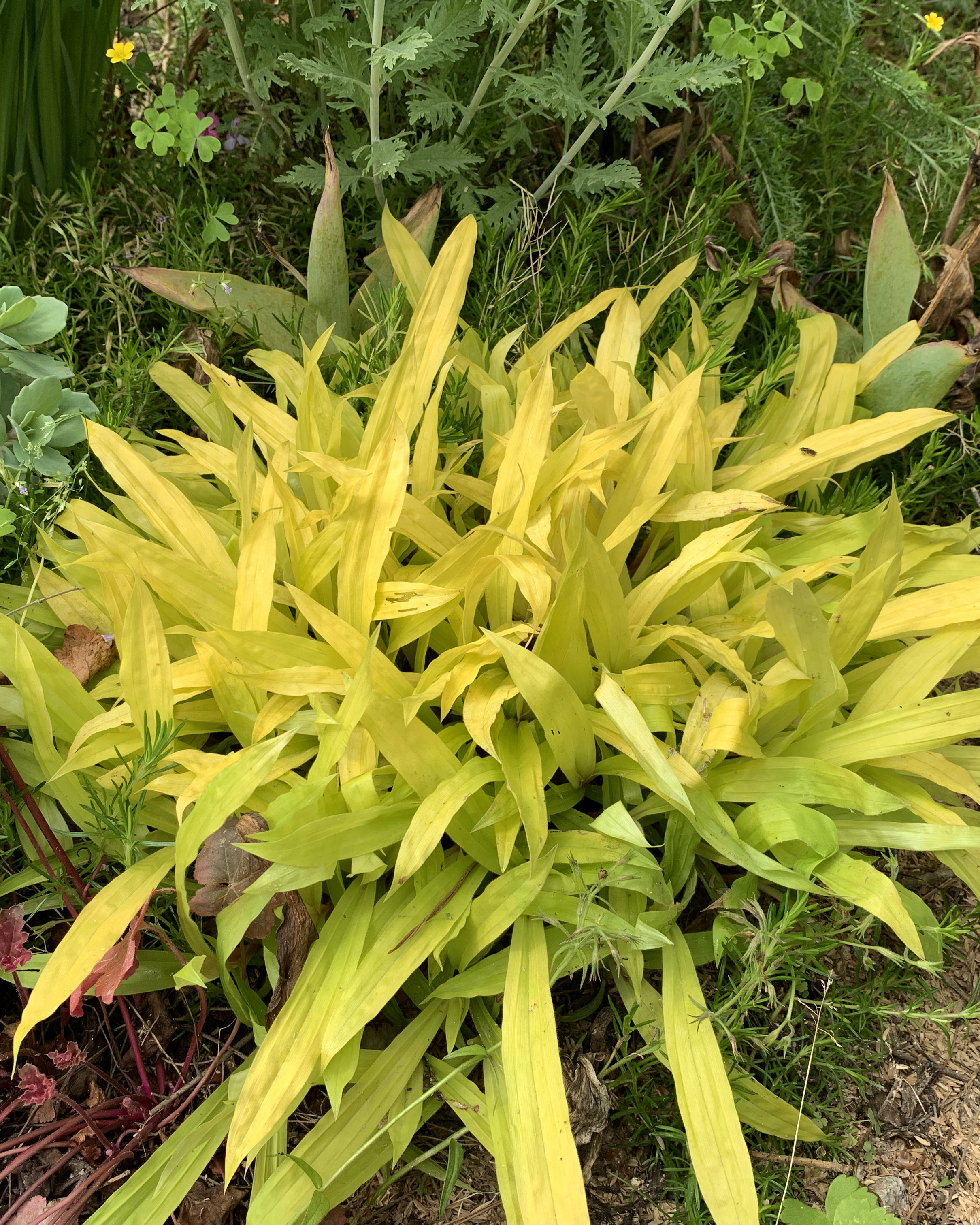 Carex okamotoi ‘Goldenmat’